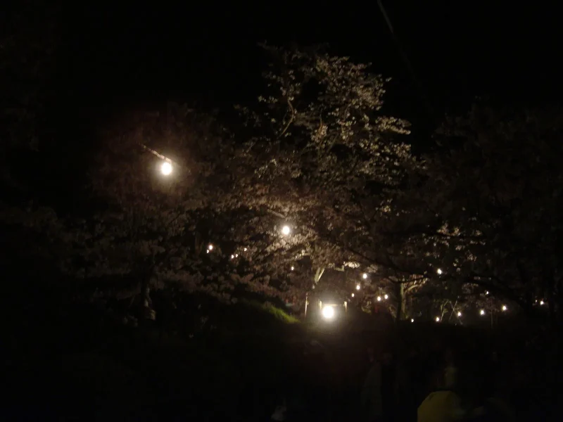 甘木公園　夜桜