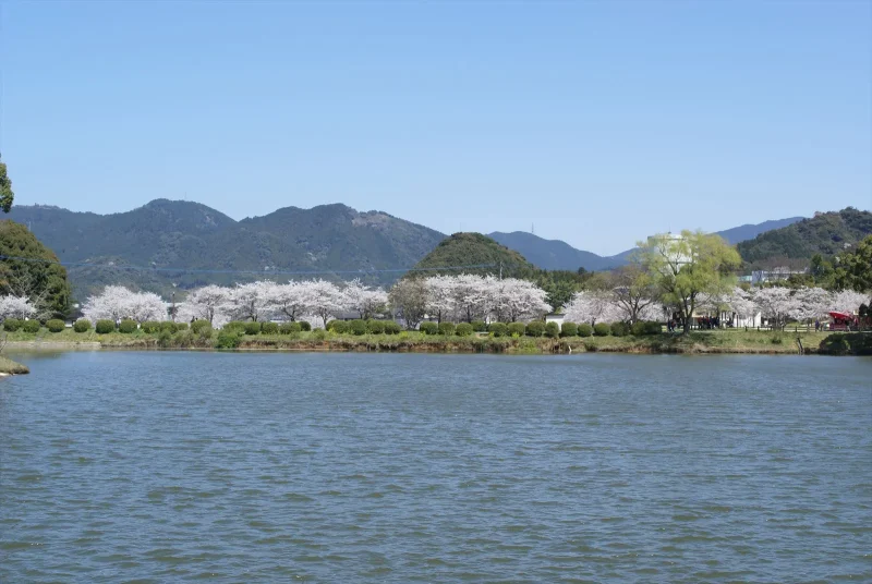 甘木公園　桜