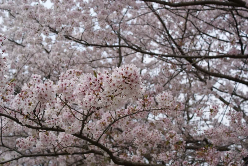 都府楼跡　桜