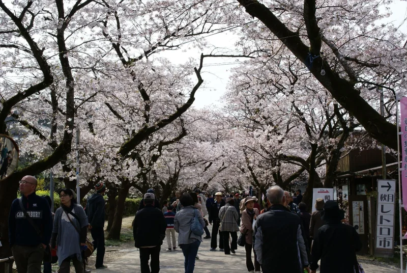 秋月城跡　桜