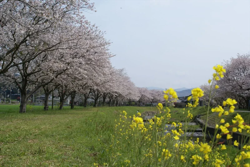 草場川桜並木　菜の花