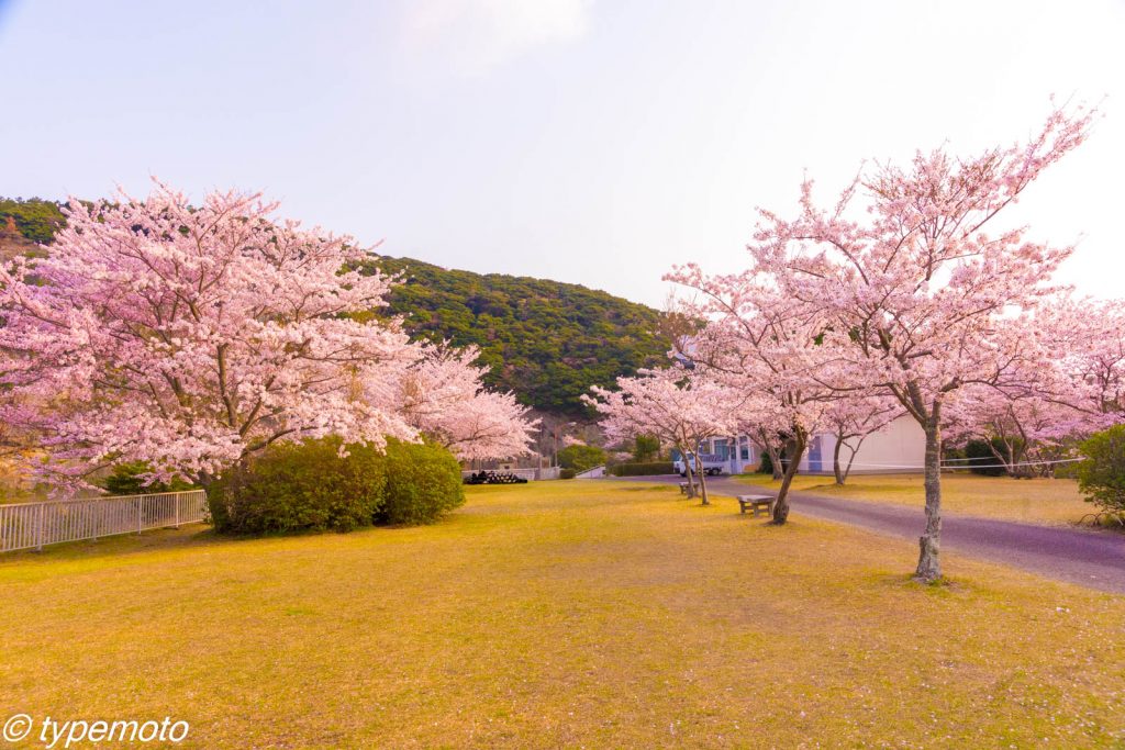 鶏知ダムの桜