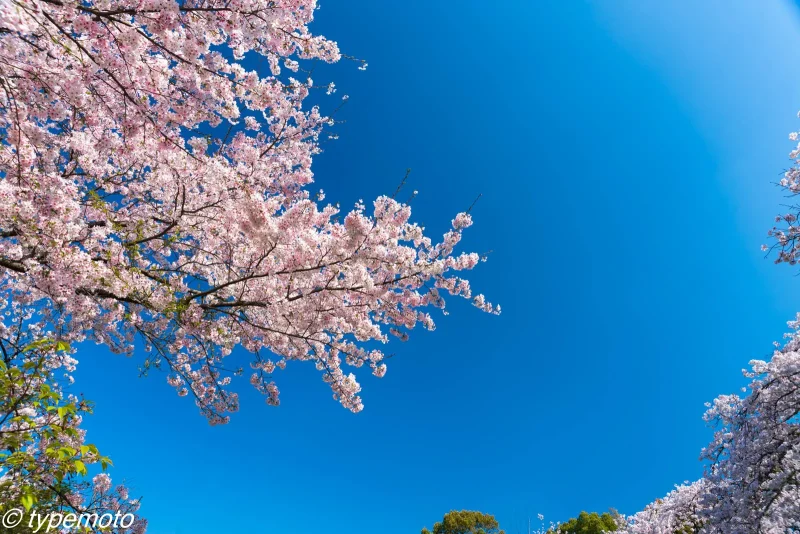 竈門神社　桜