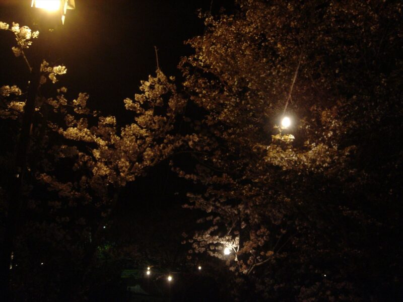 甘木公園　夜桜