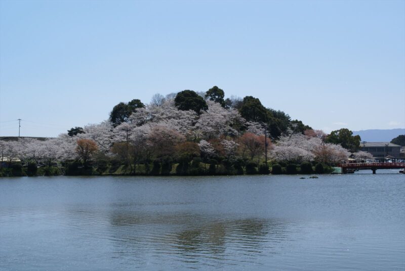 甘木公園　桜