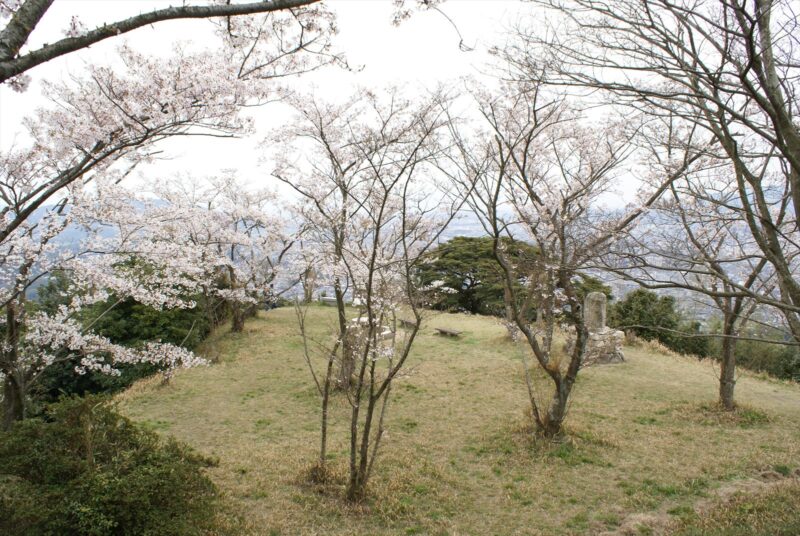 岩屋城跡　桜