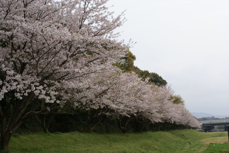 水城　桜