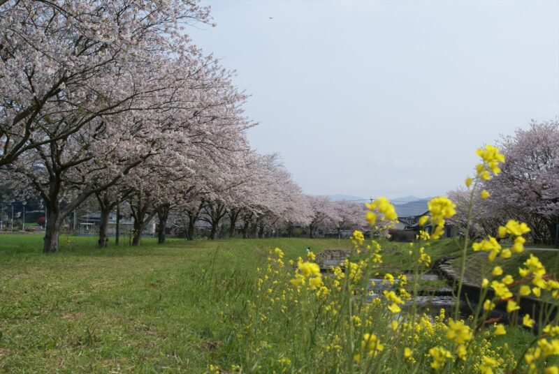 草場川　桜