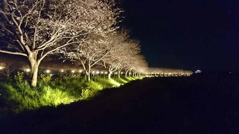 草場川桜並木　夜桜