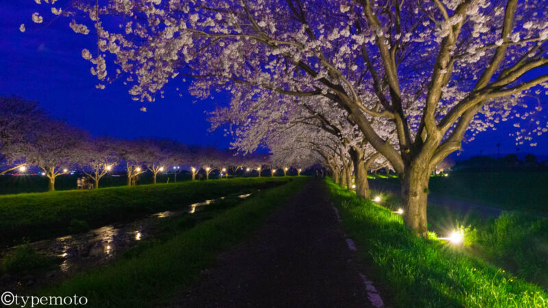 草場川桜並木　夜桜