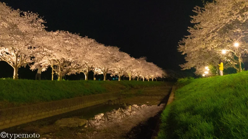 草場川　公園横　夜桜　リフレクション