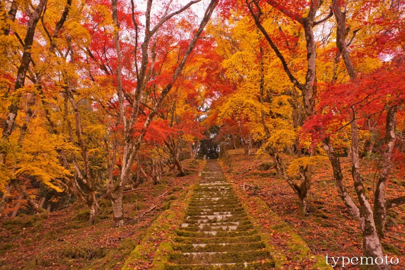 御霊もみじ　階段